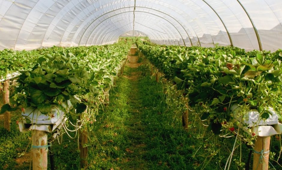 いちご農家ハウスで作業