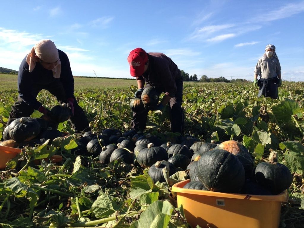 かぼちゃ収穫の様子