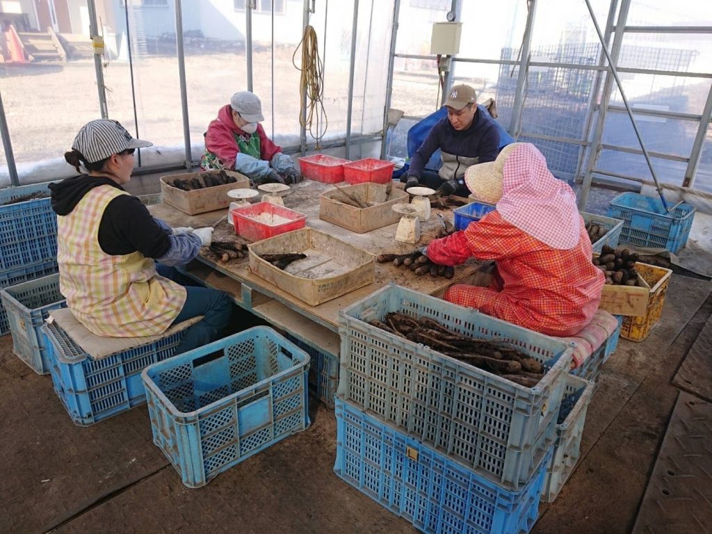 野菜選別の様子