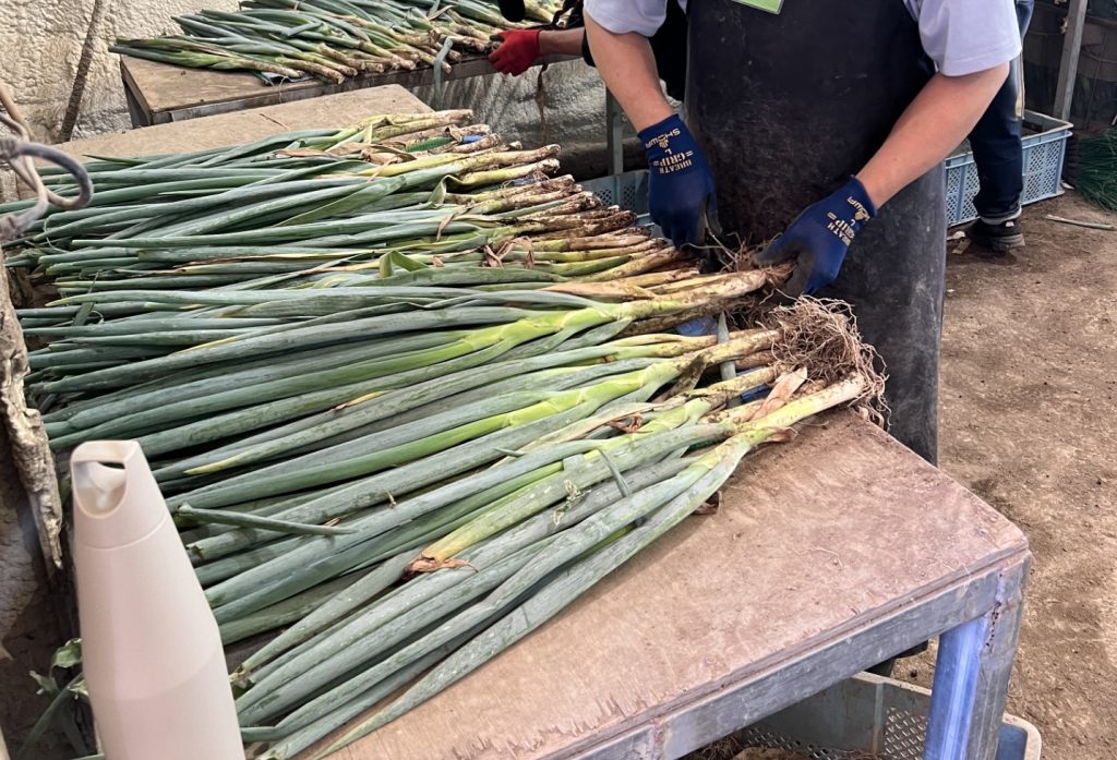 長ネギ選別の様子