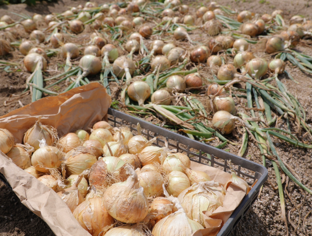 玉ねぎ収穫の様子