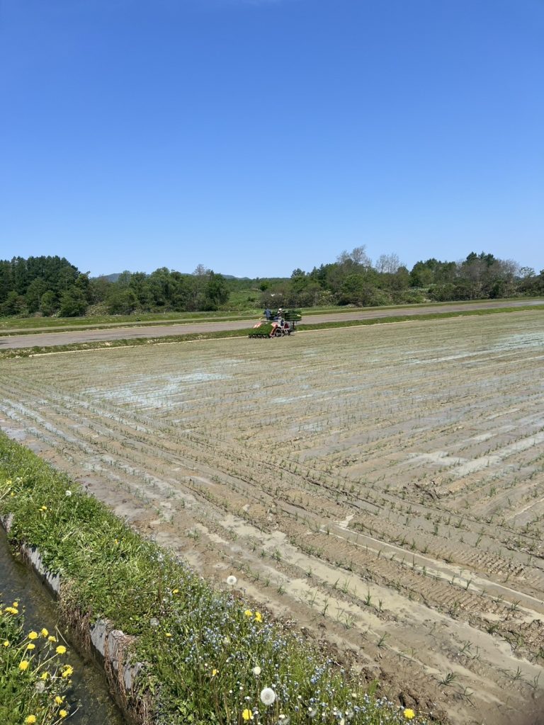 田植えの様子