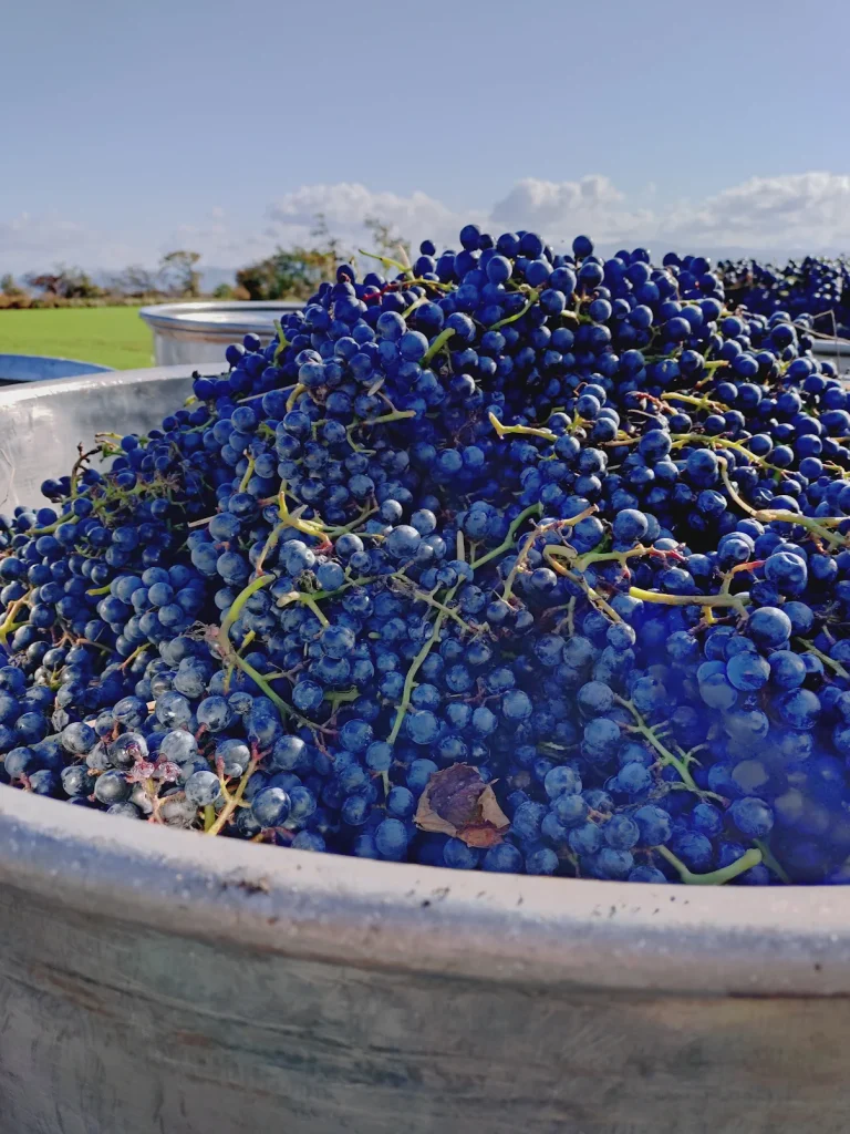 ブドウ収穫の様子