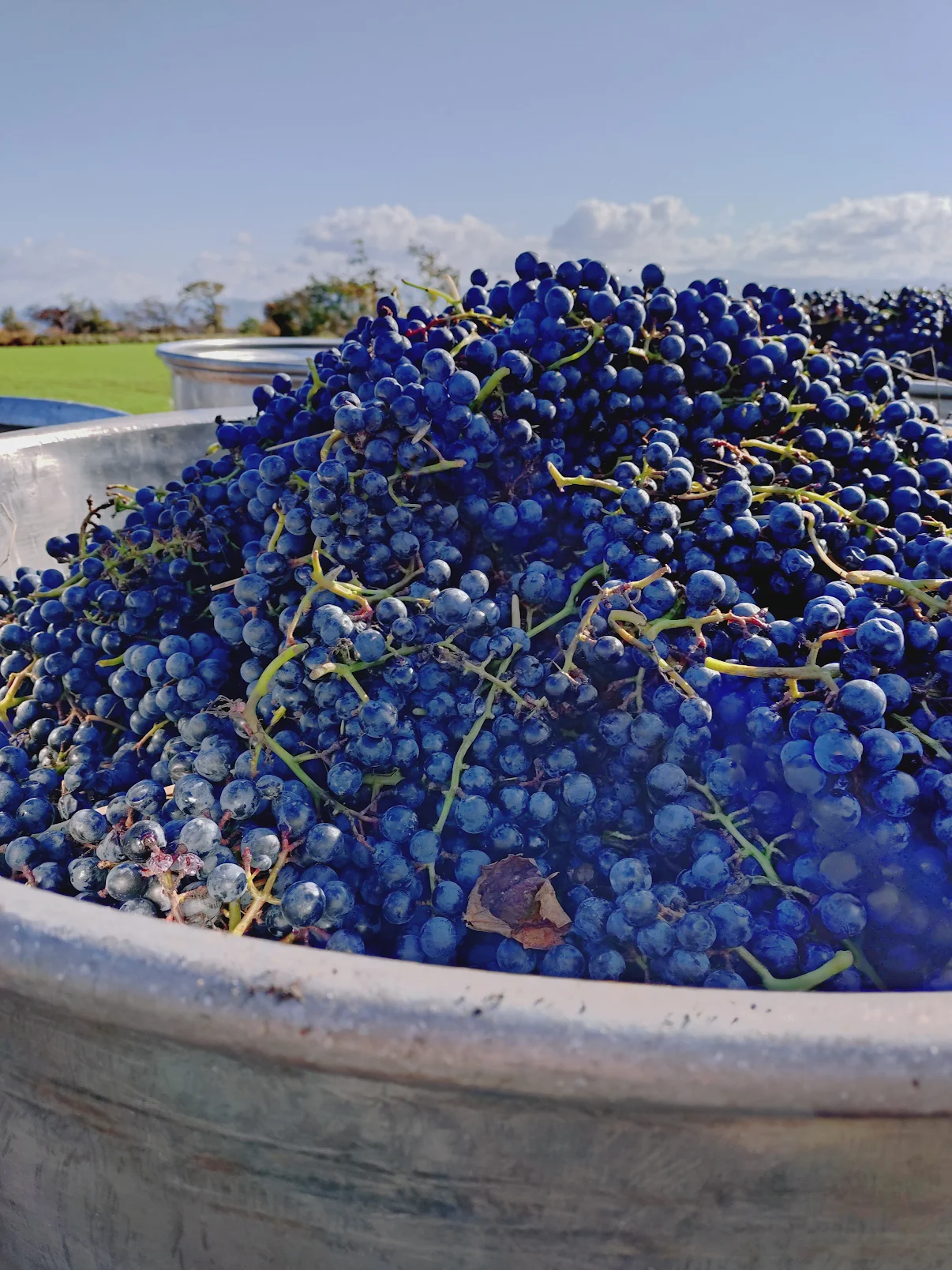 ブドウ収穫の様子