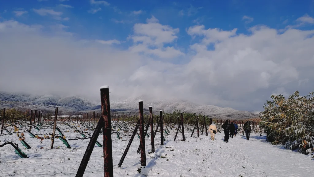 ブドウ農家での作業風景