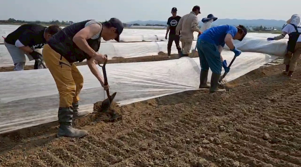 北海道　フットスタッフ　農作業
