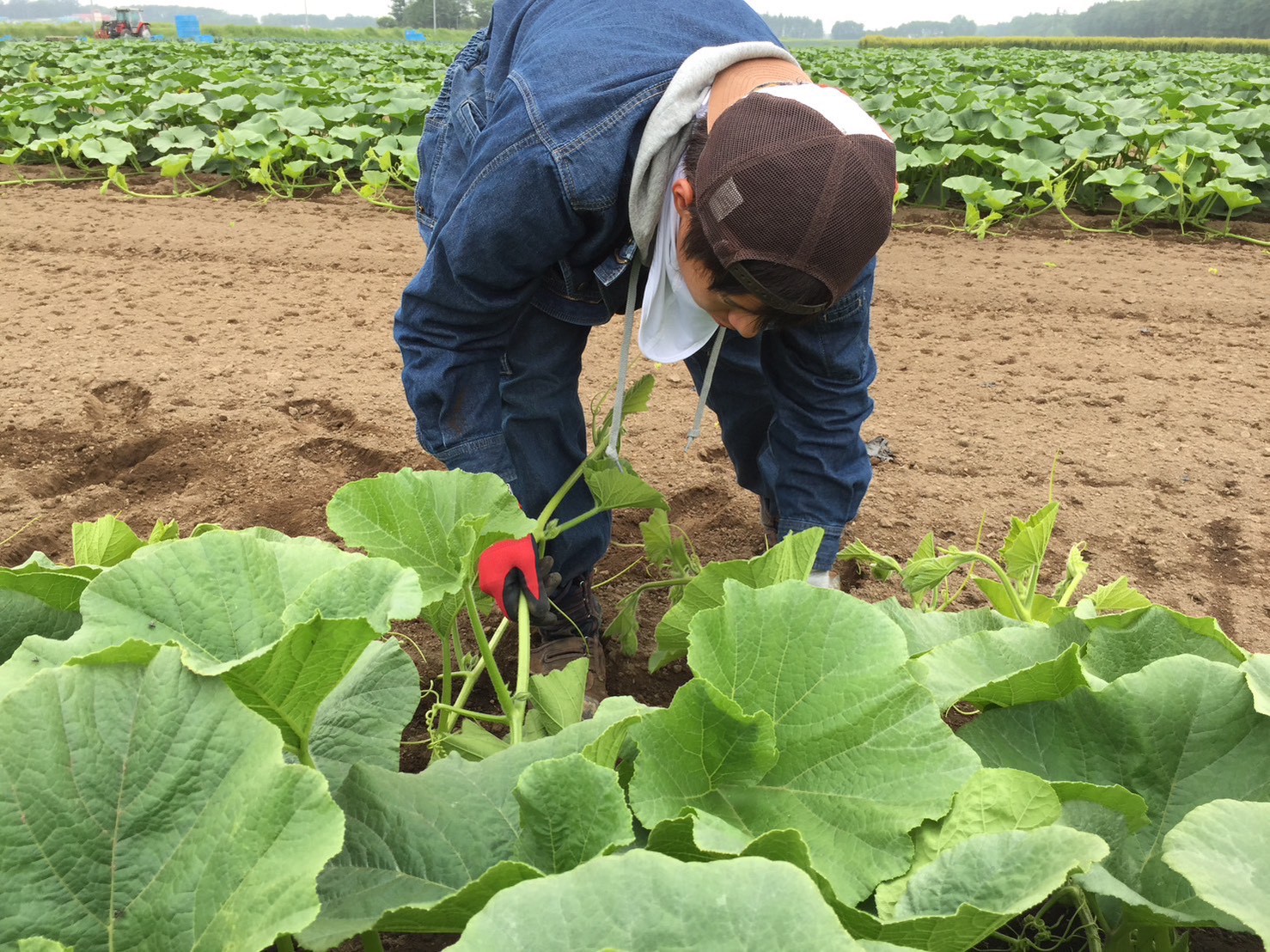 北海道　フットスタッフ　農作業