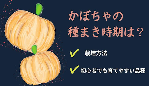 かぼちゃの種まき時期について