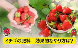 イチゴの肥料の効果的なやり方