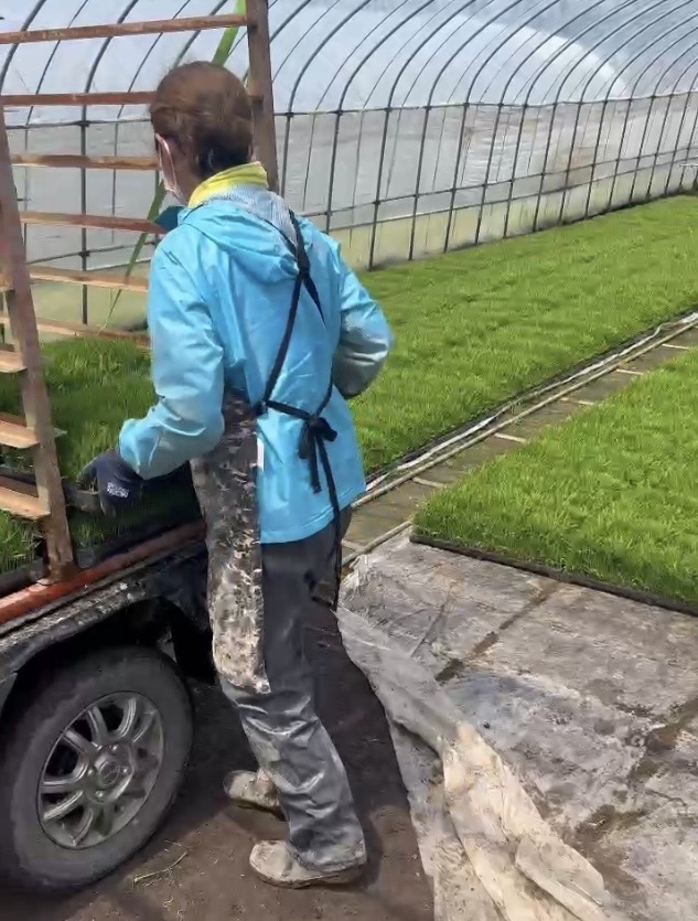 北海道　フットスタッフ　田植え補助