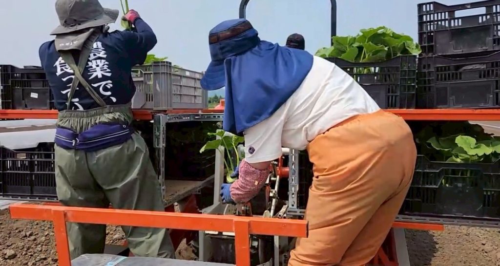 北海道　フットスタッフ　農作業
