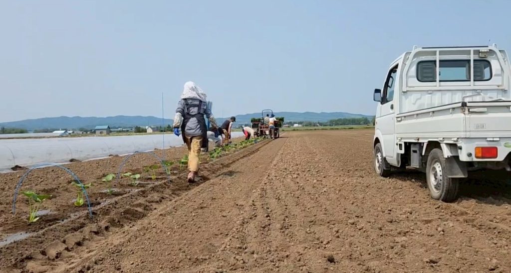 北海道　フットスタッフ　農作業