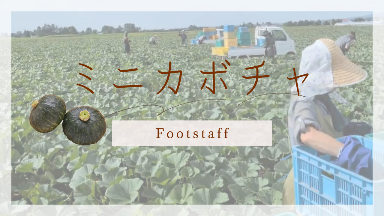 フットスタッフでミニカボチャ収穫のアルバイト募集中